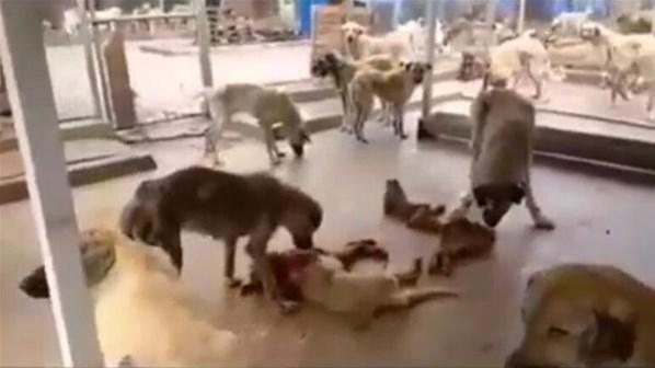 Belediye barınağında şoke eden görüntüler