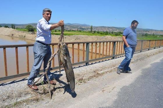 Gediz Nehrinde şok balık ölümleri