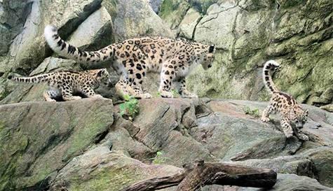 3 aylık kar leoparları