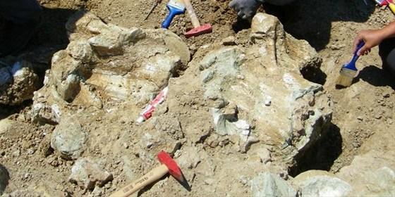 Gelmiş geçmiş en büyük fosil Türkiyede çıktı