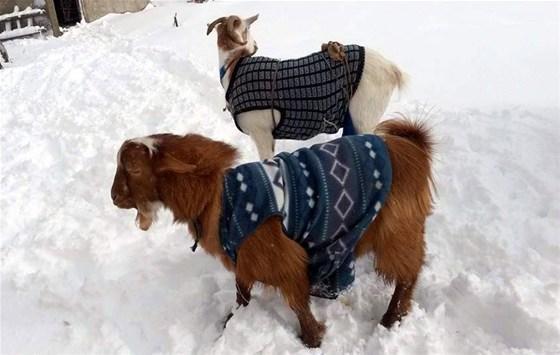 Yağan kar keçilere kazak giydirtti