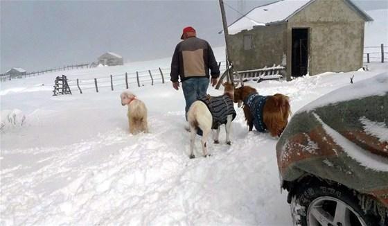 Yağan kar keçilere kazak giydirtti