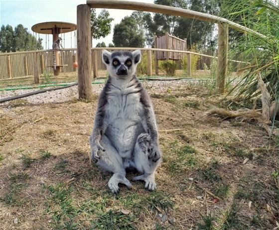 Lemur ve mirketler hayvanat bahçesinin gözdesi