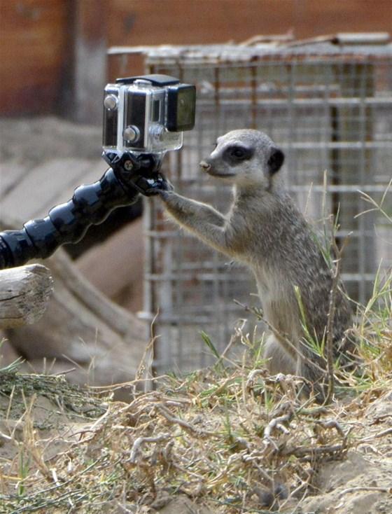 Lemur ve mirketler hayvanat bahçesinin gözdesi