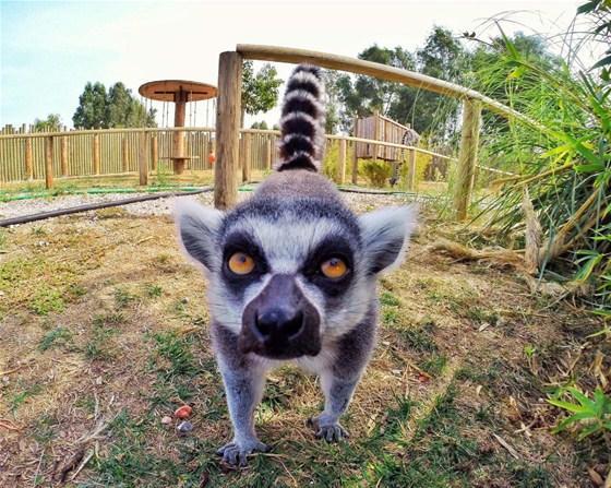 Lemur ve mirketler hayvanat bahçesinin gözdesi