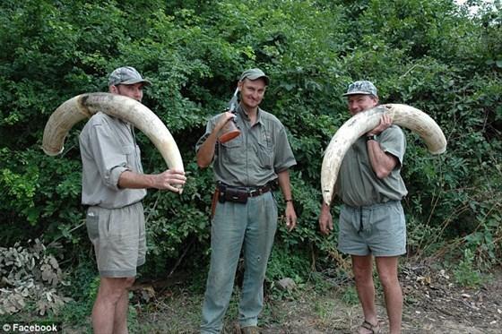Yavru fil ünlü avcıyı ezerek öldürdü