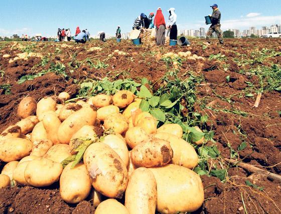 312 bin ton patatesi stoklayıp saklamışlar