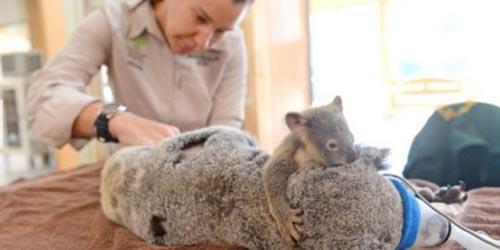 Bebek koala ameliyat olan annesini bırakmadı