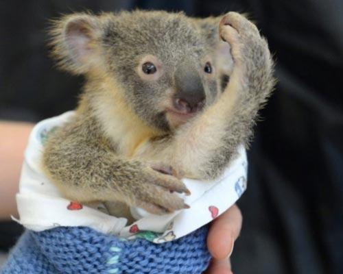 Bebek koala ameliyat olan annesini bırakmadı