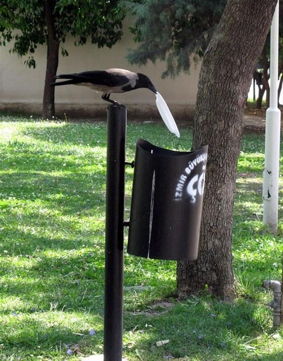 Kargadan insanlık dersi İçindekileri yedikten sonra tabağı...