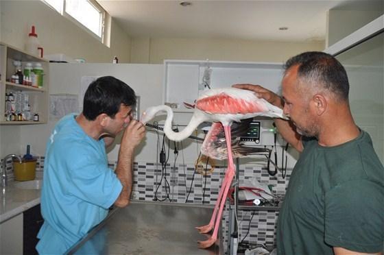 Yaralı flamingoyu balıkçılar kurtardı