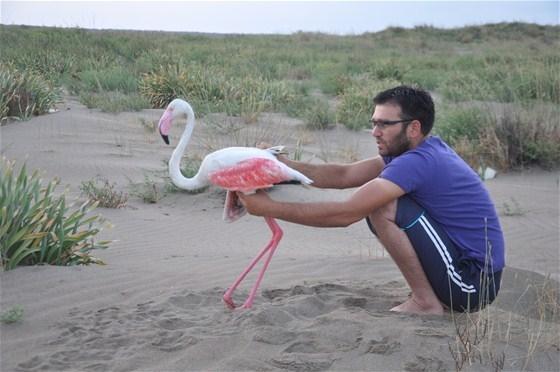 Yaralı flamingoyu balıkçılar kurtardı