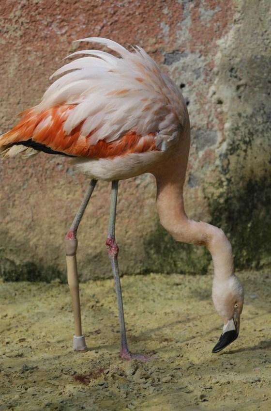 Flamingoya protez bacak takıldı