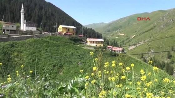 Rizede fıkra gibi miras paylaşımı