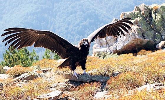 Kara akbaba doğaya dönemedi