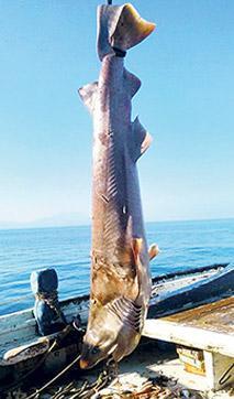 Bodrum’da dev köpek balığı