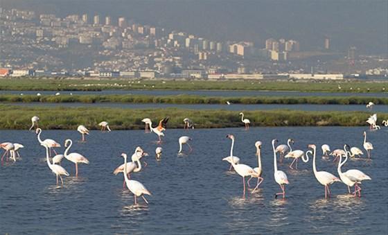 Flamingo cennetine otoyol