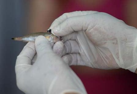 Trakonya balığı Antalyalı kadını hastanelik etti