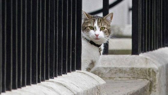 İngiltere Dışişleri Bakanlığı bir kediyi kadroya aldı