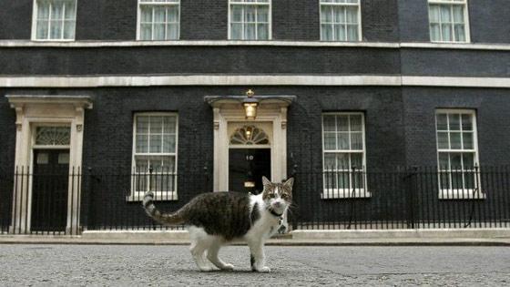 İngiltere Dışişleri Bakanlığı bir kediyi kadroya aldı