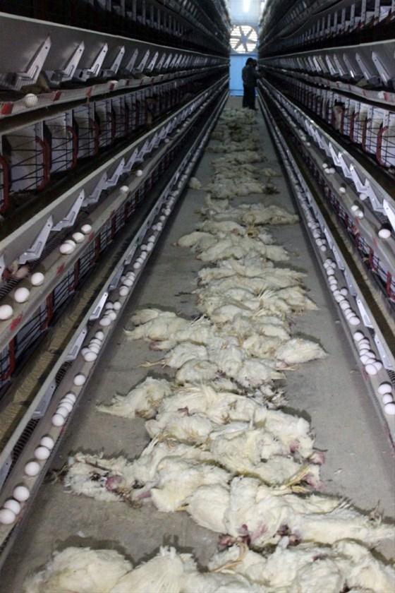 Fanlar çalışmayınca 40 bin tavuk telef oldu