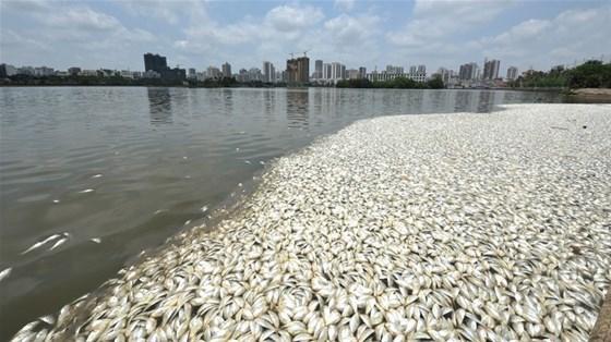 Çinde 35 ton balık yüzeye vurdu