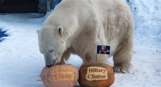 Kaplan Clintonı, kutup ayısı Trumpı seçti