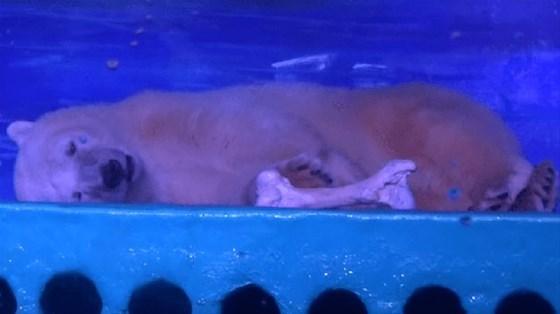 Dünyanın en üzgün kutup ayısı özgür