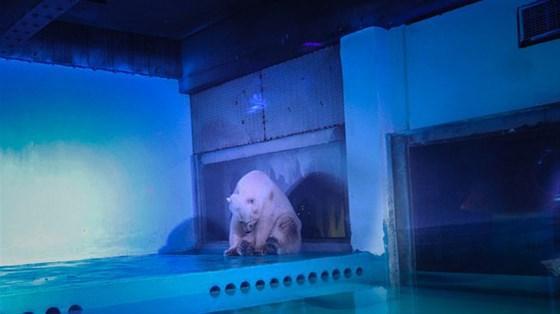 Dünyanın en üzgün kutup ayısı özgür
