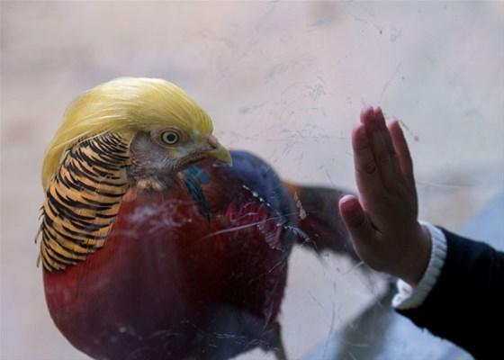İşte Donald Trump kuşu