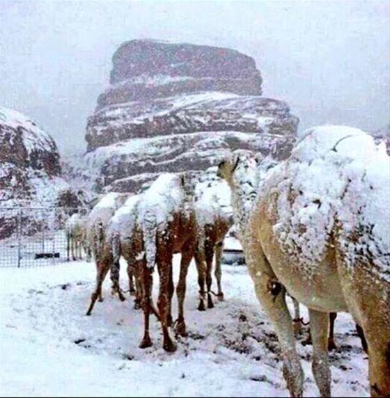 Suudi Arabistanda çöle aniden kar yağdı