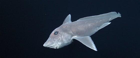 Hayalet köpek balığı canlı olarak ilk kez görüntülendi