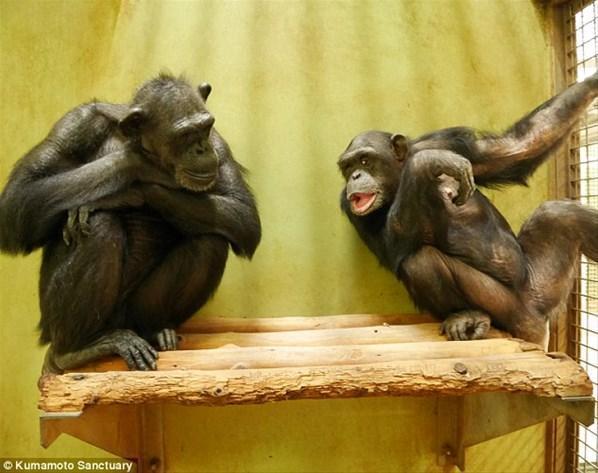 Dünyanın en yaşlı down sendromlu şempanzesi Japonyada