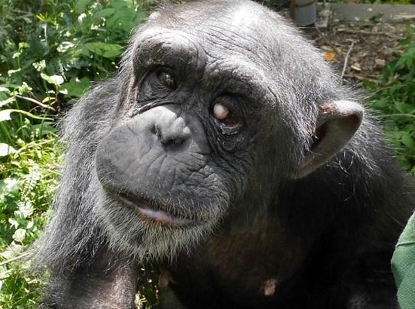 Dünyanın en yaşlı down sendromlu şempanzesi Japonyada