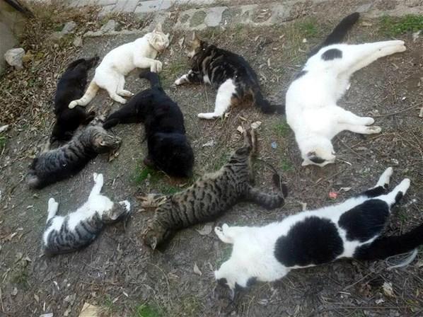 Alanyada zehirlenen kedilerin sayısının 50ye ulaştı