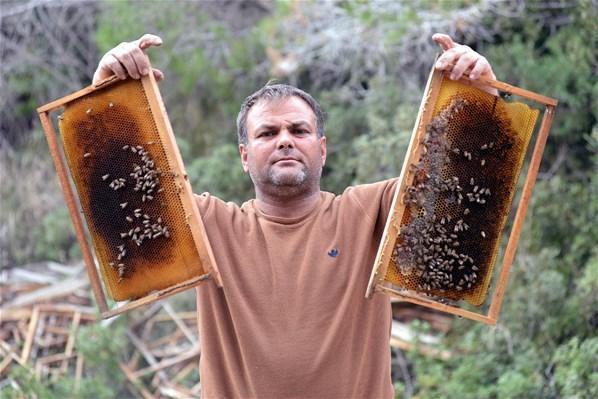 Adanada bal arısı ölümleri endişe yarattı