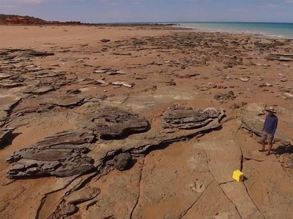 Avustralyada dünyanın en büyük dinozor ayak izi bulundu