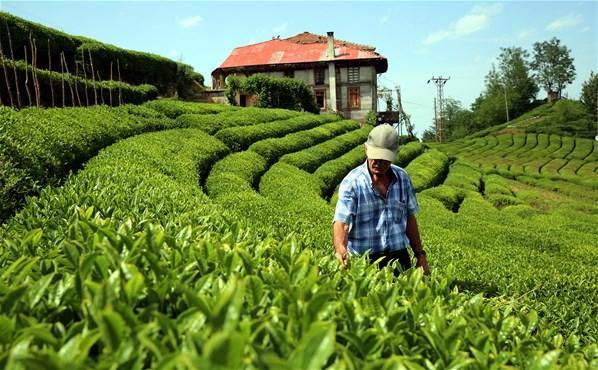 Kilosu 4 bin 500 lira olan çayın hasadı başladı
