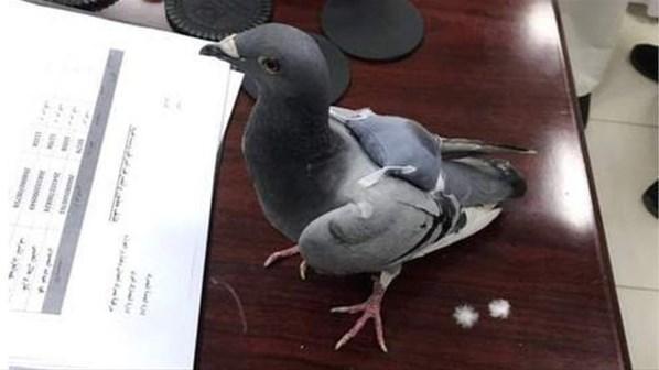 Güvercinin sırtında uyuşturucu yakalandı
