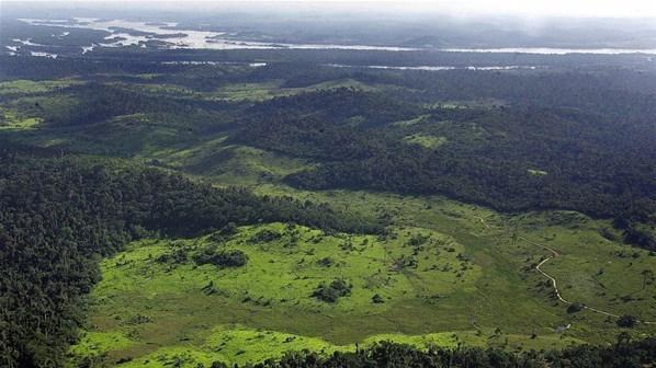 Brezilyada tek başına yağmur ormanı yaptı