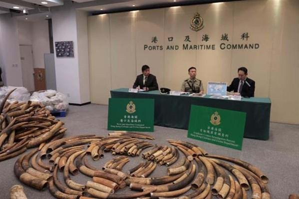 Hong Kongda 9.2 milyon dolar değerinde fildişi ele geçirildi