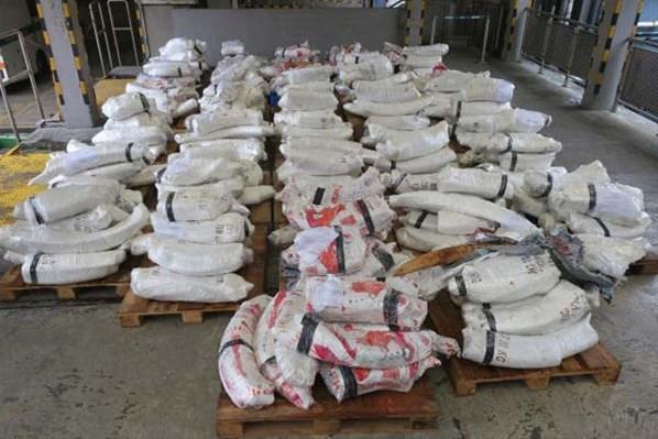 Hong Kongda 9.2 milyon dolar değerinde fildişi ele geçirildi