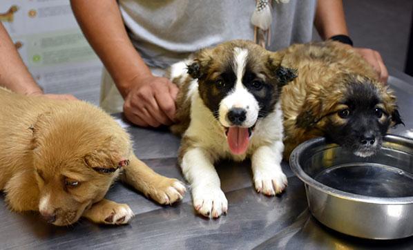 Marmariste köpeklere işkence yapan asker gözaltına alındı