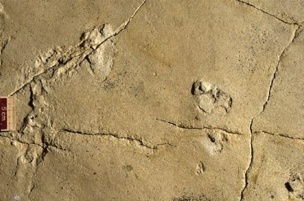 Akdenizde 6 milyon yıl öncesine ait ayak izleri