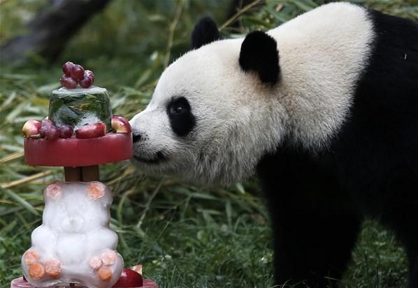 İspanyada panda ailesine doğum günü kutlaması