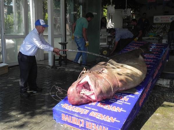Marmara Denizinde 1,2 tonluk köpek balığı yakalandı