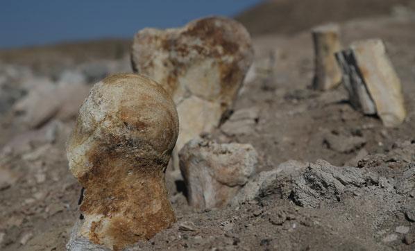 Keçi çobanı milyon yıllık fosil buldu