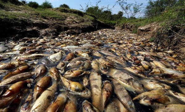 Binlerce ölü balık nehiri kapladı