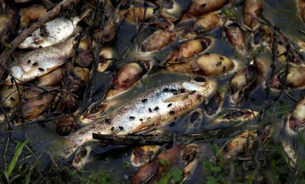 Binlerce ölü balık nehiri kapladı