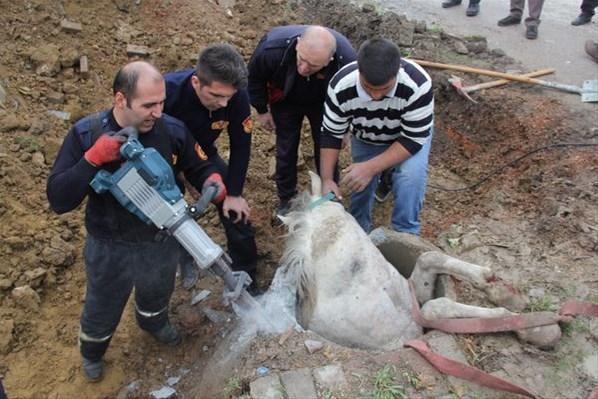 Kocaelide bir kişi kanalizasyona düşen atı kurtaran itfaiye erine saldırdı